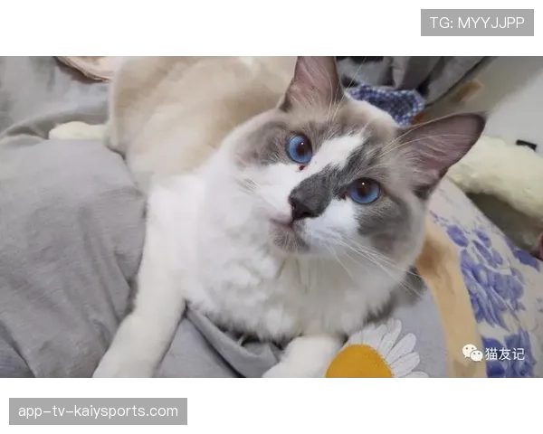 [选手名]分享生活：职业选手的猫其实也是个CS高手😂（164 ）